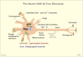 Osmosis is the diffusion of water molecules. New Human Physiology Ch1