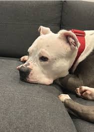 Dogs Angels Ireland added a new photo.