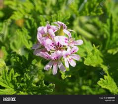 The leaf is hard and the margin is smooth. Pelargonium Attar Image Photo Free Trial Bigstock