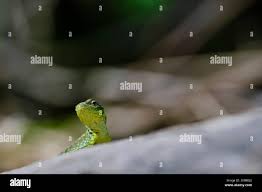 Image result for Stenocercus simonsii