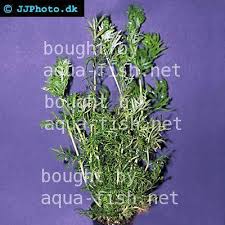 Image result for Ceratopteris thalictroides