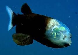 We did not find results for: Strange Fish Has See Through Head Live Science