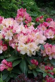 Rhododendron Percy Wiseman Seasonal Flowers Beautiful Flowers Garden Shrubs