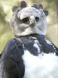 Birds That Look Like Eagles 6 Extremely Rare National Animals Rare Birds Animals Beautiful Animals