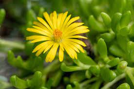 Check spelling or type a new query. Delosperma Nubigenum Hardy Yellow Ice Plant