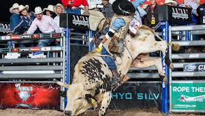 Riders to try unridden bull for $10,000 bounty