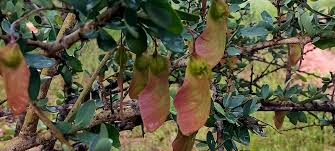 Image result for Mellera submutica