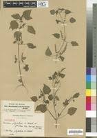 Image result for Basilicum polystachyon