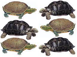 Tortoisegit provides overlay icons showing the file status, a powerful context menu for git and much more! What S The Difference Between A Turtle And A Tortoise Britannica