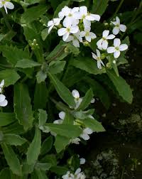 Image result for Arabis