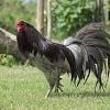 See more ideas about bangkok, ciri, game fowl. Https Encrypted Tbn0 Gstatic Com Images Q Tbn And9gctebahxly7kpqfec Tepufqaosqhr6ypvc 8hrav2qbyxebgevu Usqp Cau