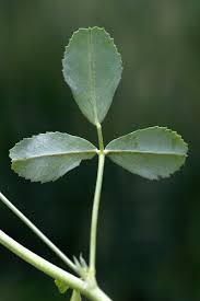 Image result for Melilotus indicus