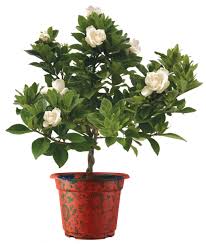 Image result for Gardenia cornuta