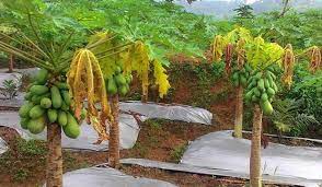 Maybe you would like to learn more about one of these? Pengendalian Layu Bakteri Pada Tanaman Pepaya California Kampustani Com