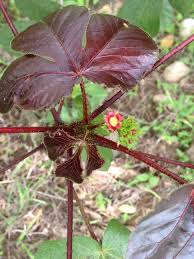 Image result for Jatropha gossypiifolia