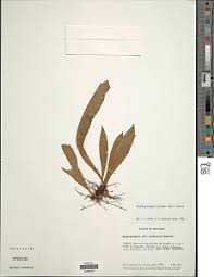 Image result for Elaphoglossum macropodium