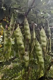 Image result for Erythrina falcata