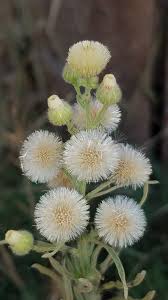 Image result for Erigeron bonariensis