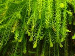 Image result for Mayaca