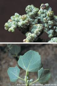 Image result for Chenopodium opulifolium