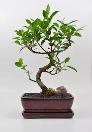Bonsai ficus tiger (Foto: Tropical Expressions)