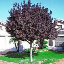 Read on to learn all about the most popular dwarf trees for zone 7 in our plant this dwarf evergreen tree has distinctive blue green feathery foliage. 42 Small Zone 7 Trees Ideas Plants Spring Plants Shrubs