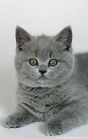 The nose leather, eye rims and paw pads are dark blue grey. Kittens Are Wide Eyed Soft And Sweet With Needles In Their Jaws And Feet Pam Brown British Shorthair Cats Pretty Cats Munchkin Cat