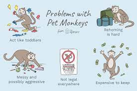 What You Must Know Before Getting A Pet Monkey Pet Monkey Pets Monkey