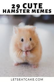 More images for hamster peace sign meme » 29 Of The Cutest Hamster Memes We Could Find Bear Hamster Cute Hamsters Hamster