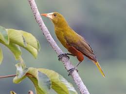 Image result for Ozoroa viridis