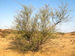 Image result for Parkinsonia africana
