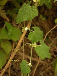 Image result for Zehneria scabra