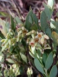 Image result for Vaccinium madagascariense