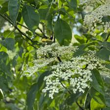 Image result for Sambucus canadensis