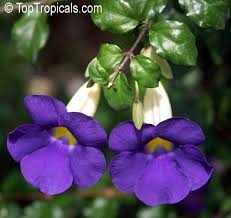 Image result for Thunbergia erecta