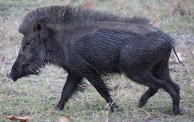 Never boring, this lean game meat will lend unique flavor to your favorite recipes. Indian Boar Wikipedia