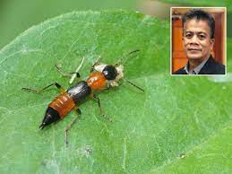 Kumbang charlie dikenali sebagai semut kalong di sana. Semut Charlie Serang Kelantan