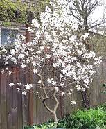 Larger zone 6 flowering trees. Midwest Gardening Trees Index