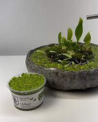 Image result for Spirodela polyrrhiza