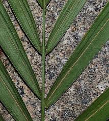 Image result for Roystonea