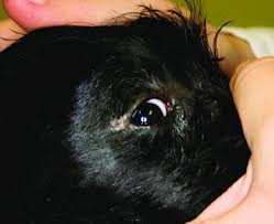 Image result for cuterebriasis in dogs