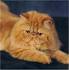 Persian cat - Wikipedia