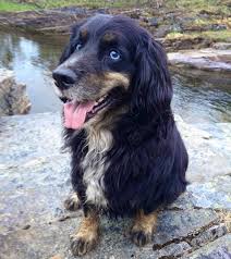 Bernese mountain dog husky mix puppies. 13 Mixed Breed Dogs Prove That Love Is Love