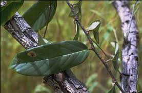 Image result for Bridelia scleroneura