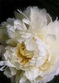 Size 5 X 7 Title White Peony With Golden Center And Black Background 012 This Is A Fine Art Photo Flowers Photography Peonies Flower Art Flowers Photography