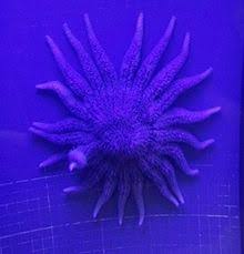 When people think of sea stars, they don't typically think of voracious predators scouring the seabed, leaving carnage and fear in their wake, but this may s. Sunflower Sea Star Wikipedia