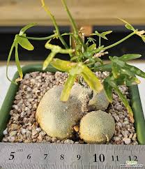 Image result for Adenia kirkii