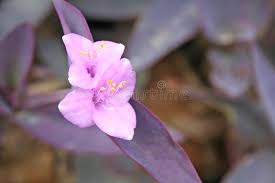 Check spelling or type a new query. 367 Tradescantia Plants Photos Free Royalty Free Stock Photos From Dreamstime