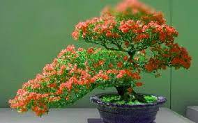 Dalam menanam bunga kertas ini sebaiknya di tempat yang terkena sinar matahari langsung. Langkah Membuat Bonsai Bunga Kertas Untuk Pemula