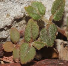 Image result for Euphorbia ophthalmica